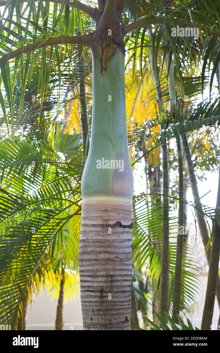 Hyophorbe verschaffeltii - spindle palm tree. Stock Photo