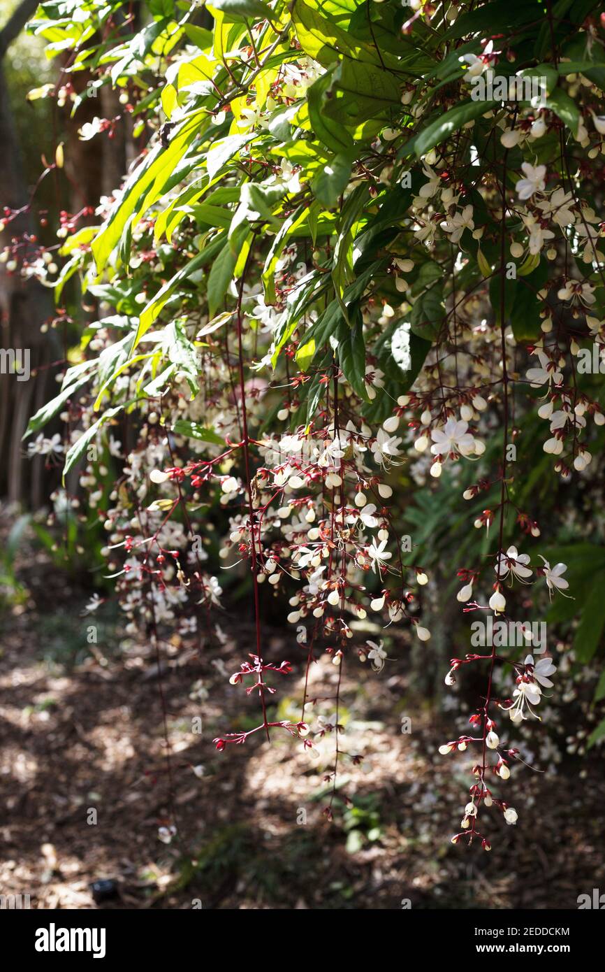 Clerodendrum smithianum light bulb clerodendrum Stock Photo Alamy