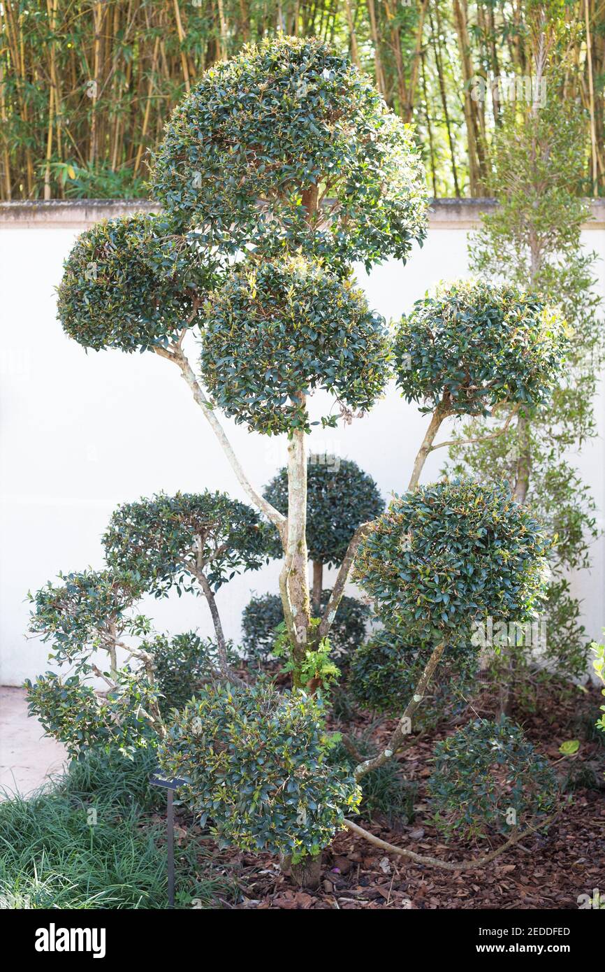 Syzygium paniculatum 'compacta' - dwarf eugenia Stock Photo - Alamy