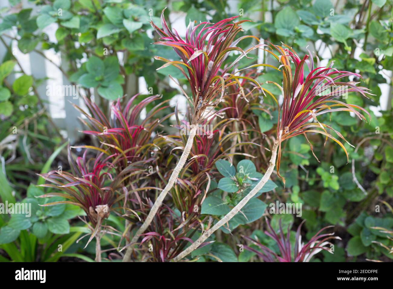 Cordyline fruticosa 'Fairchild Red' - dwarf ti plant. Stock Photo
