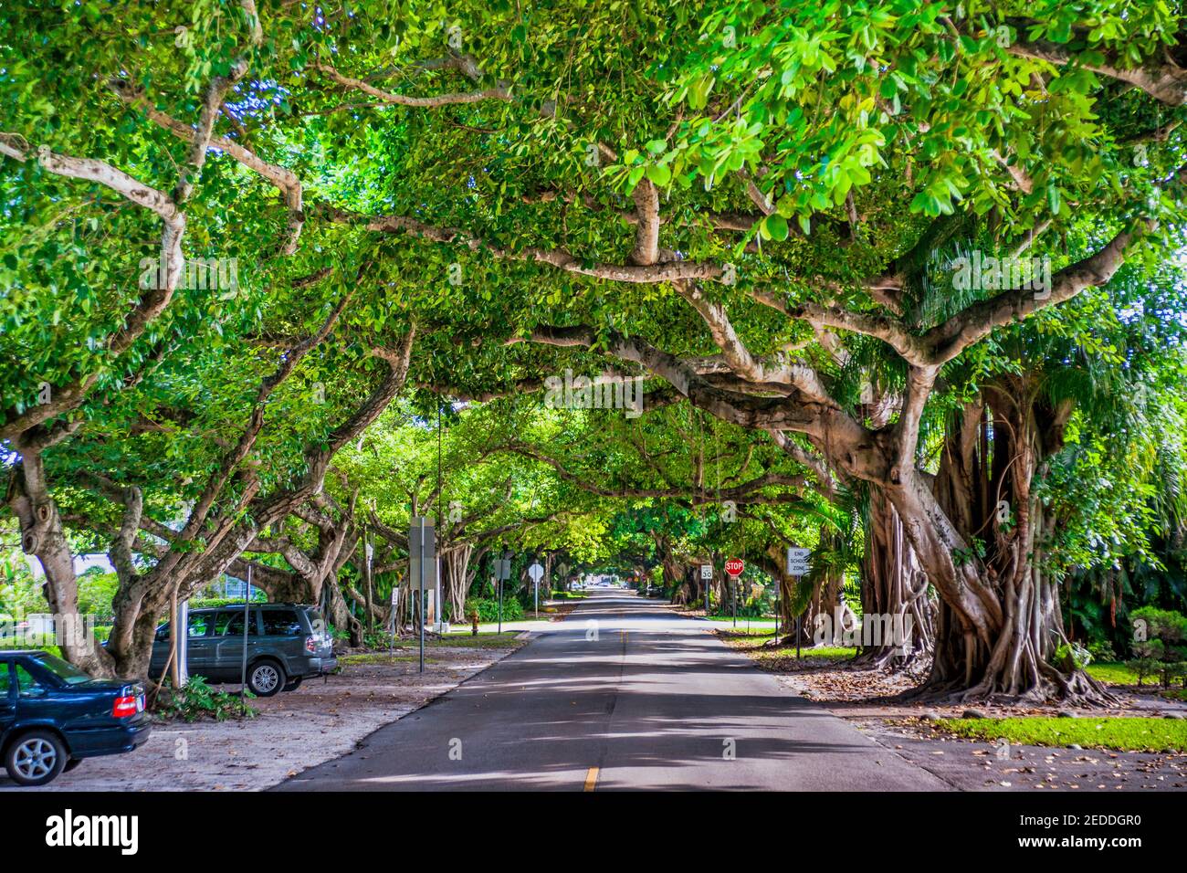 The banyan tree lined Columbus Boulevard in Coral Gables, Florida. Stock Photo