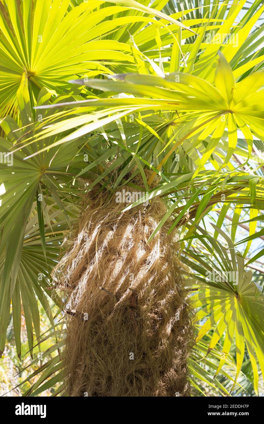 Coccothrinax crinita - old man palm tree trunk, close up. Stock Photo