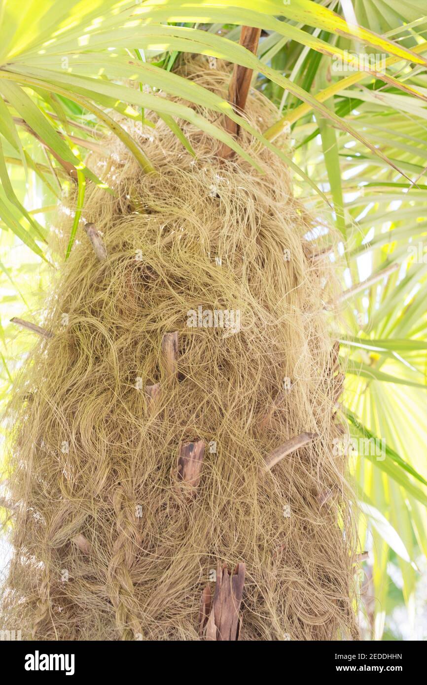 Coccothrinax crinita - old man palm tree trunk, close up. Stock Photo