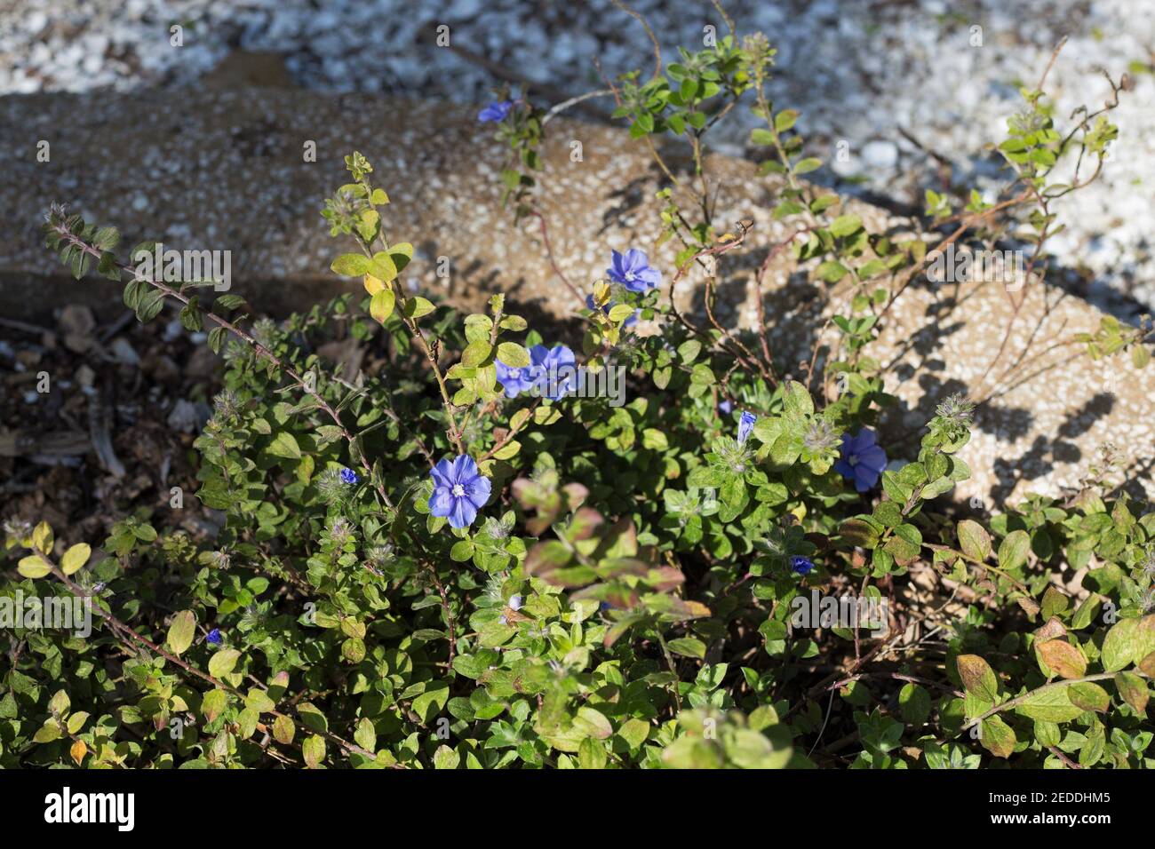 Evolvulus glomeratus 'blue daze'. Stock Photo