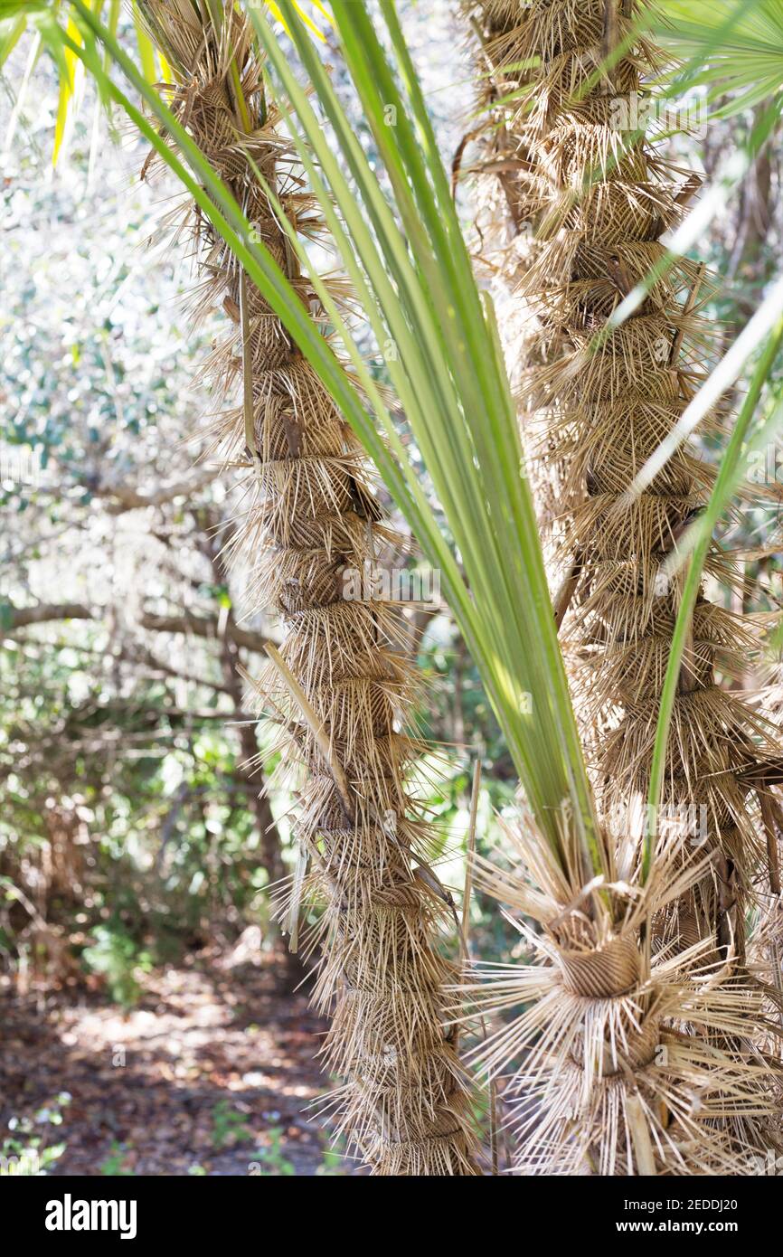 Zombia antillarum zombie palm tree Stock Photo Alamy