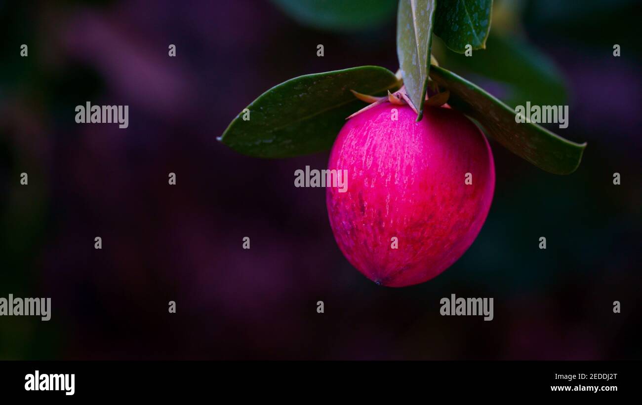 Hanging Red Fruit Stock Photo - Alamy