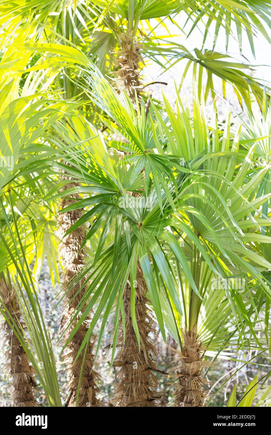 Zombia antillarum - zombie palm tree Stock Photo - Alamy