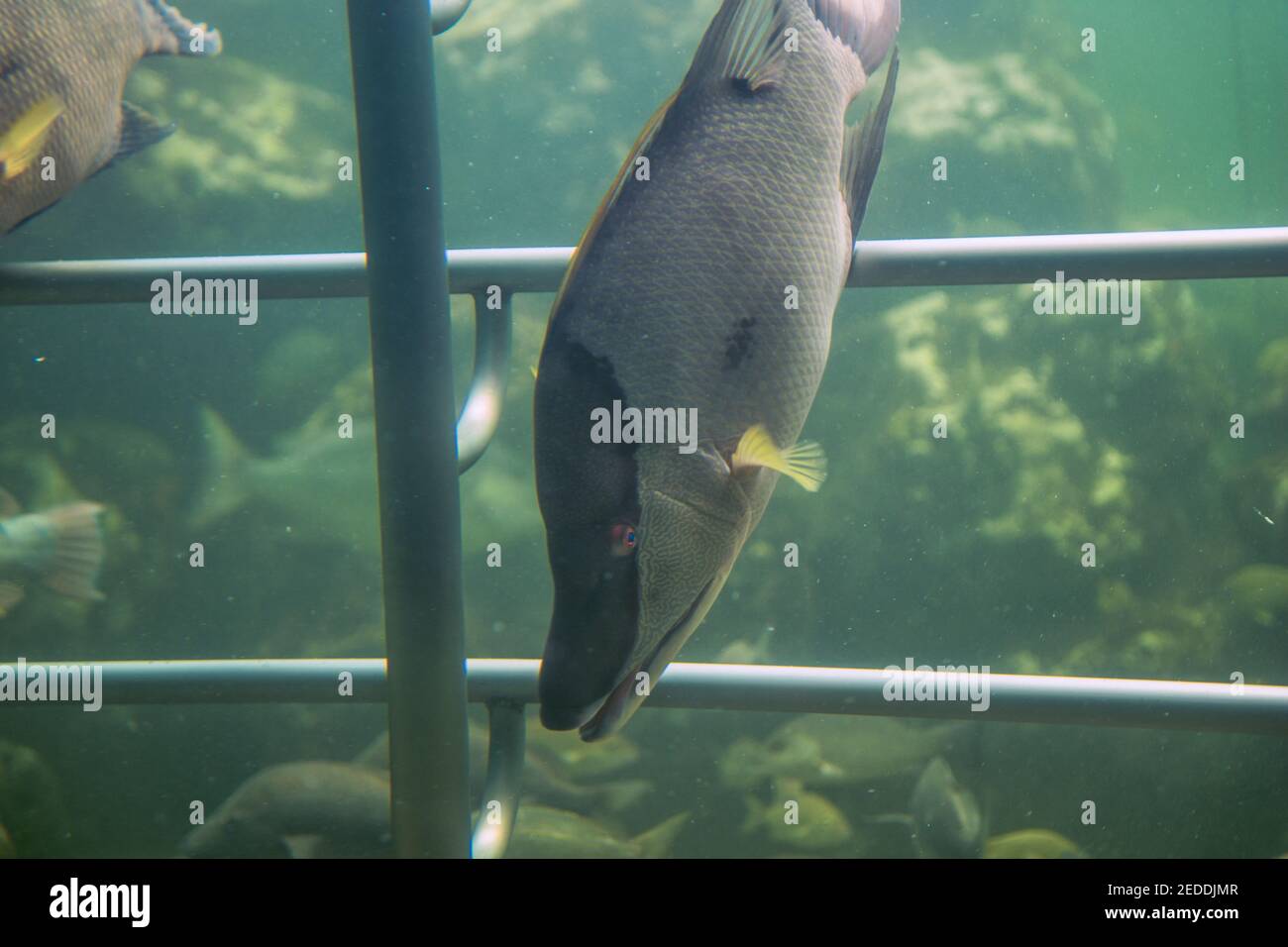 Reef tank hires stock photography and images Alamy