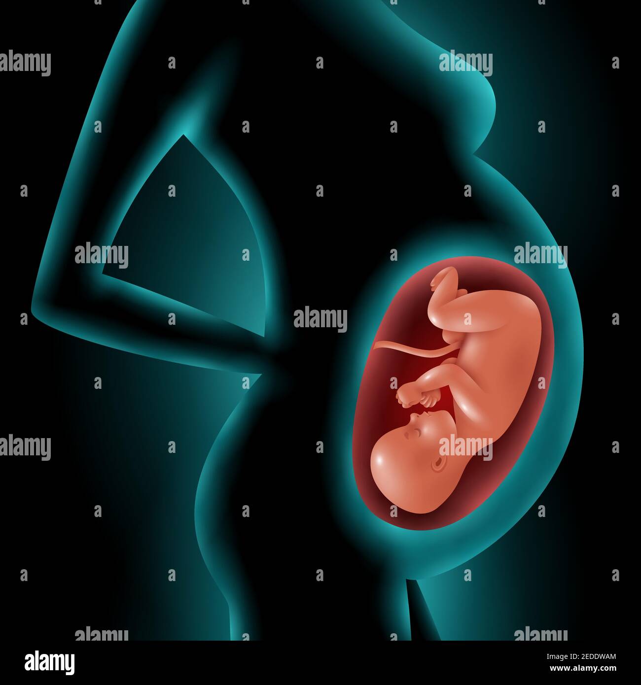 Womb Vector Pregnancy evolution Stock Vector Images - Alamy