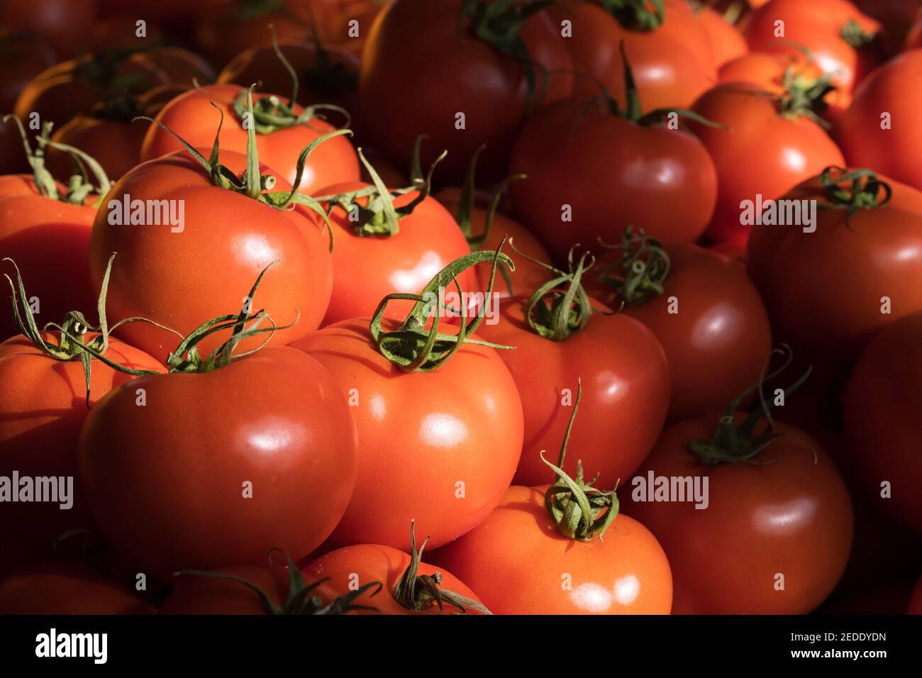 Delicious red tomatoes close-up at summer farmers market. Stock Photo