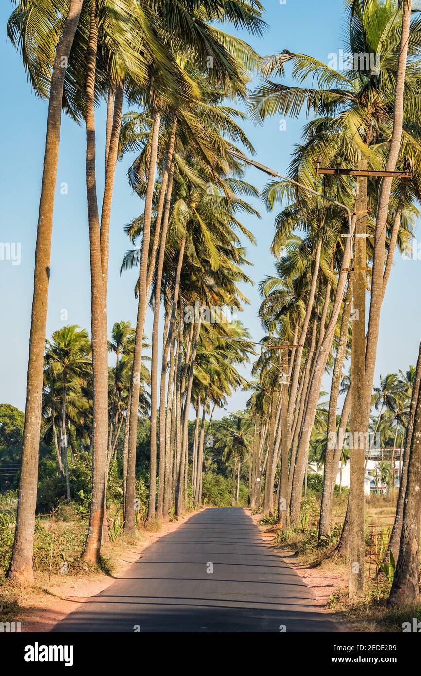 Narrow asphalt road with palm trees in Goa, India. Stock Photo