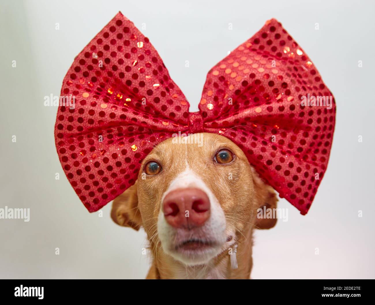 podenco dog with a giant bow on his head and a pink background Stock Photo Alamy