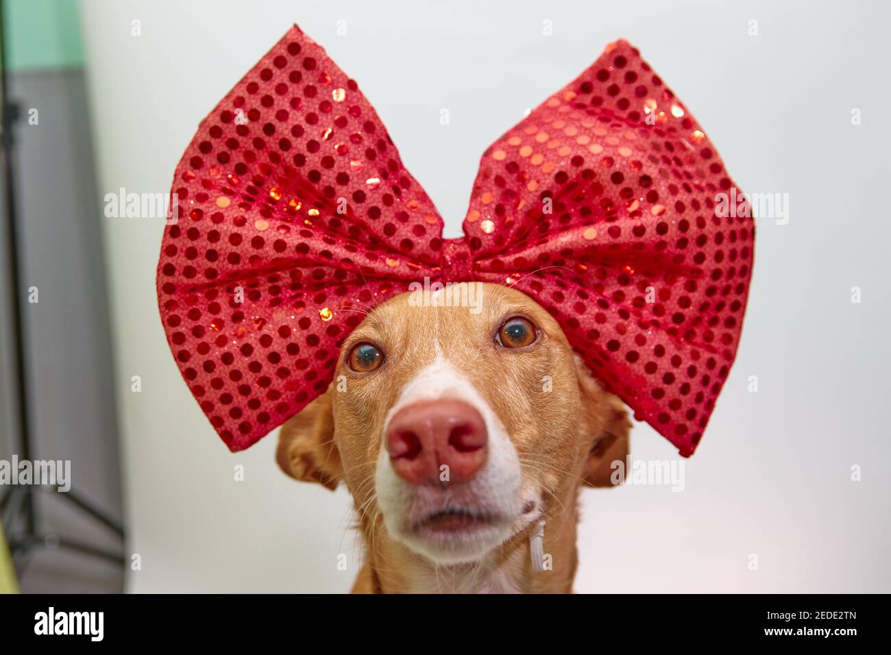 podenco dog with a giant bow on his head and a pink background