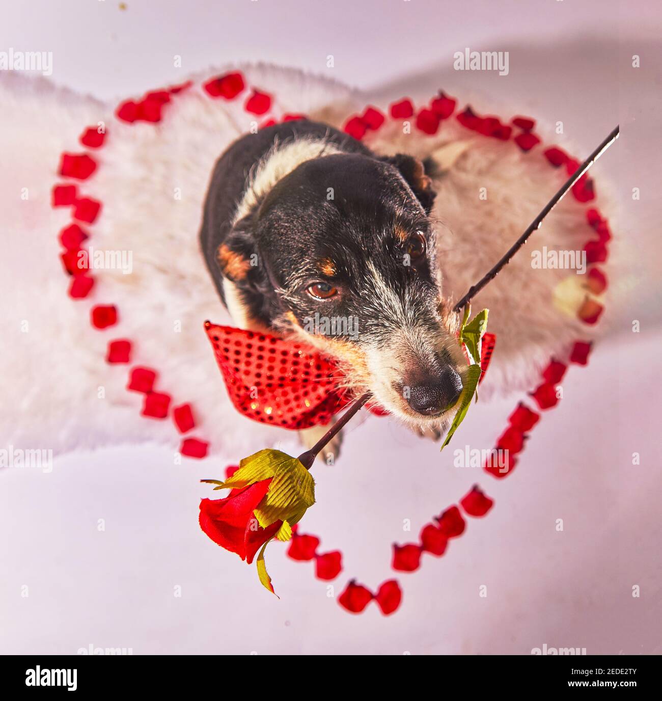 Dog hold flower in mouth hi-res stock photography and images - Alamy