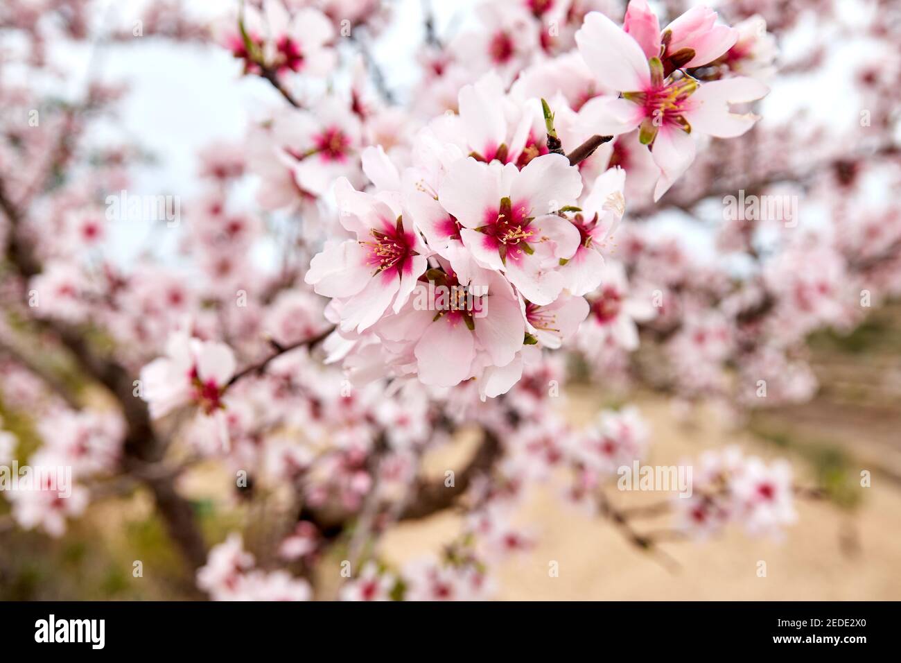 flowers of almond trees with almond landscape Stock Photo - Alamy