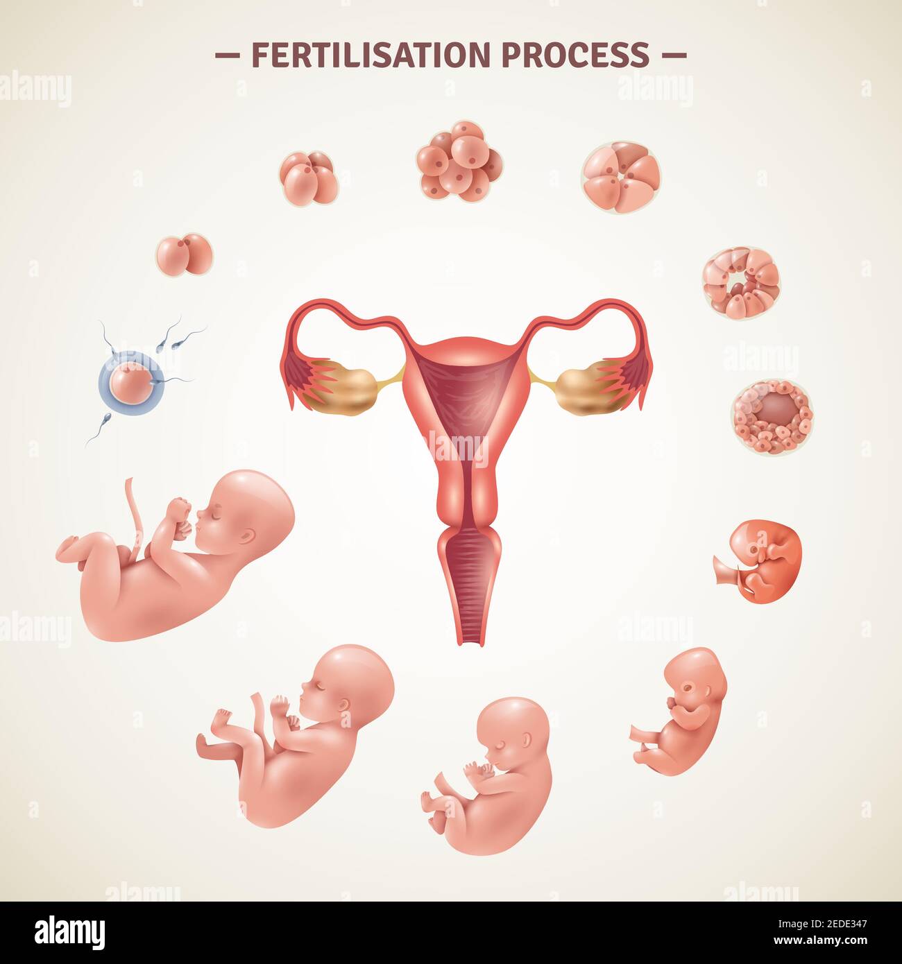 Colored poster with scheme of human fertilization process and embryo development in realistic style vector illustration Stock Vector