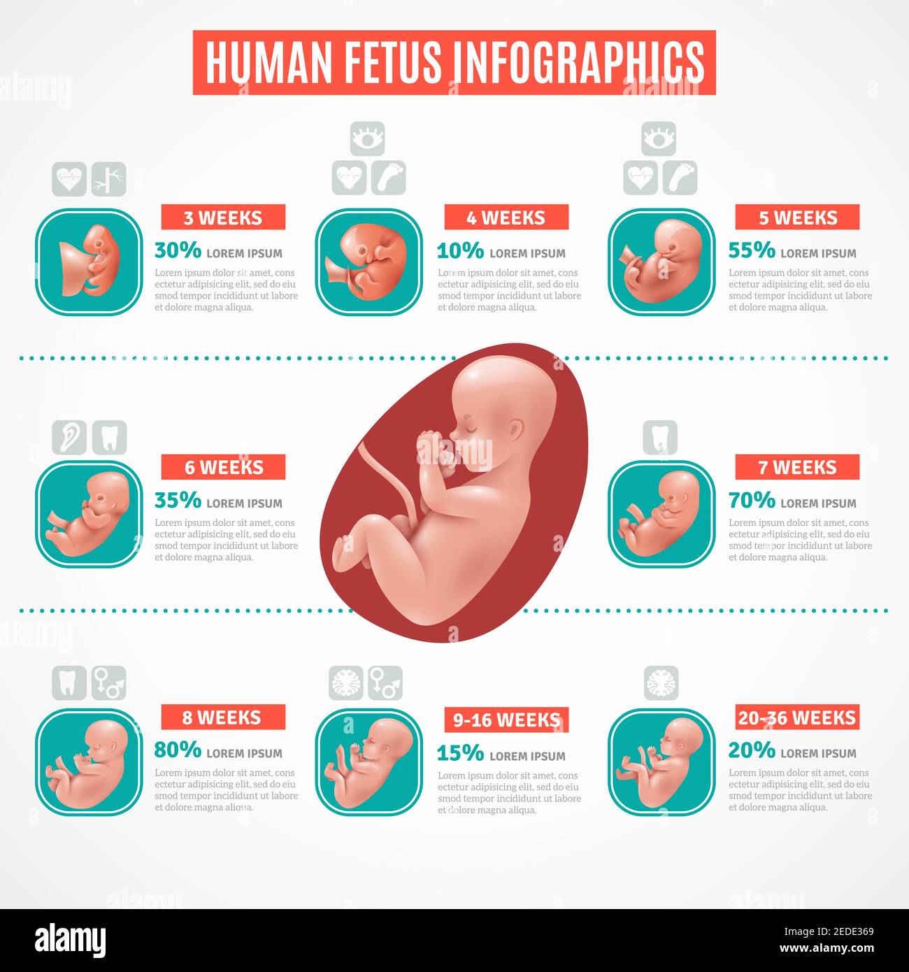 Human fetus infographics layout in realistic style with visual and text information about embryo development vector illustration Stock Vector