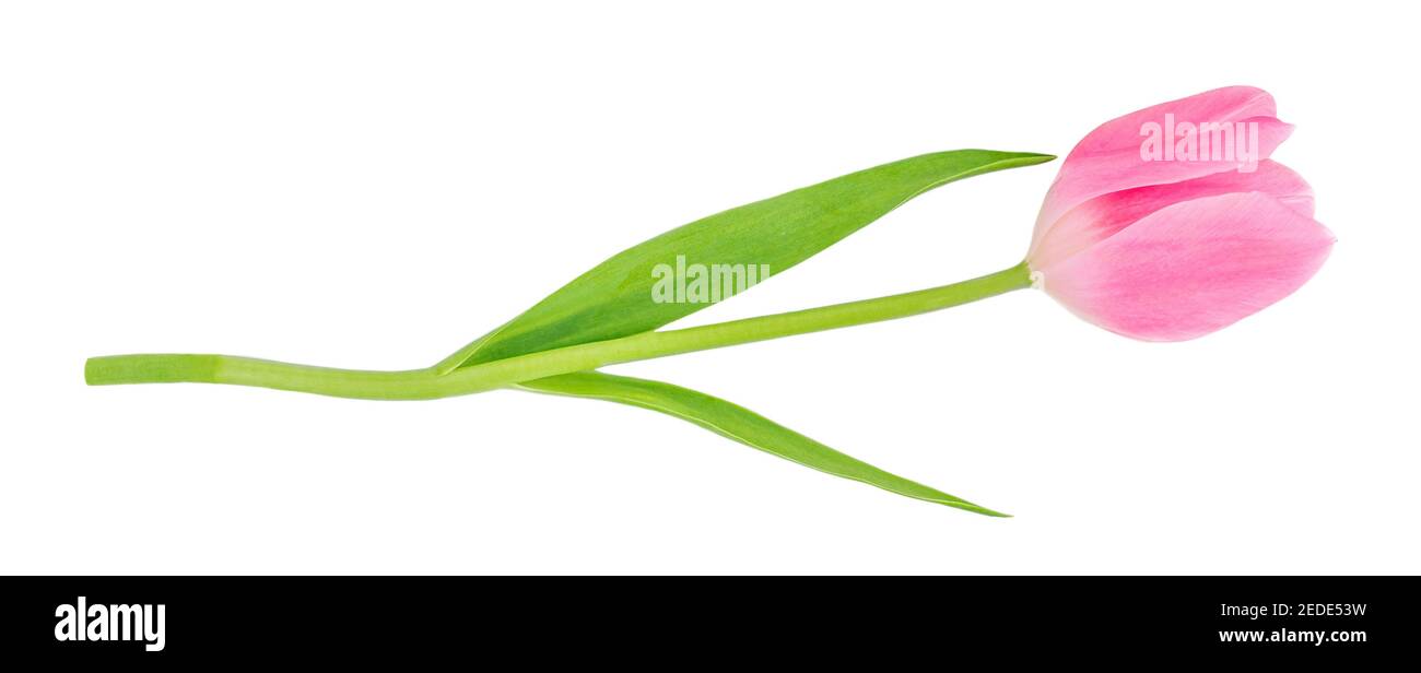 One Pink tulip flower isolated on white background. Fresh spring flower
