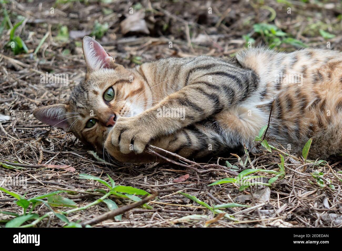 Close up Tabby Cat was Lying Down on The Ground Stock Photo - Alamy