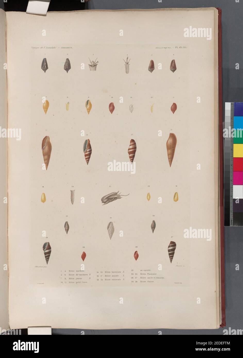 Mollusques 1 4 Mitre Marbree 5 6 Mitre De Vanikoro N 7 9 Mitre Jaune N 10 13 Mitre Petit Taon 14 15 Mitre Buccinee N 16 17 Mitre Zonale N 18 21 Mitre Conovule Stock Photo Alamy