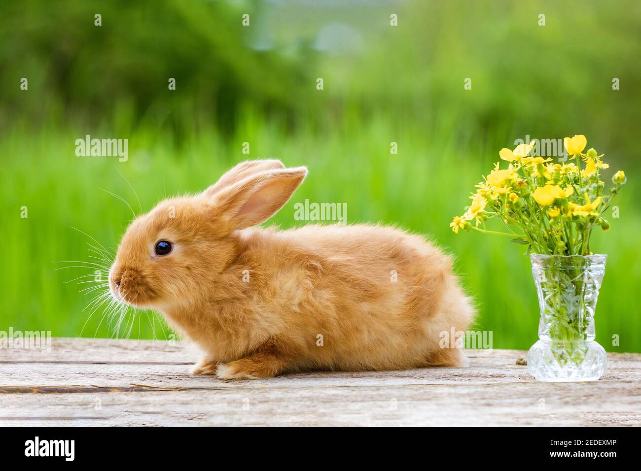 Cute ginger rabbit with a bouquet of yellow flowers on a green nature ...