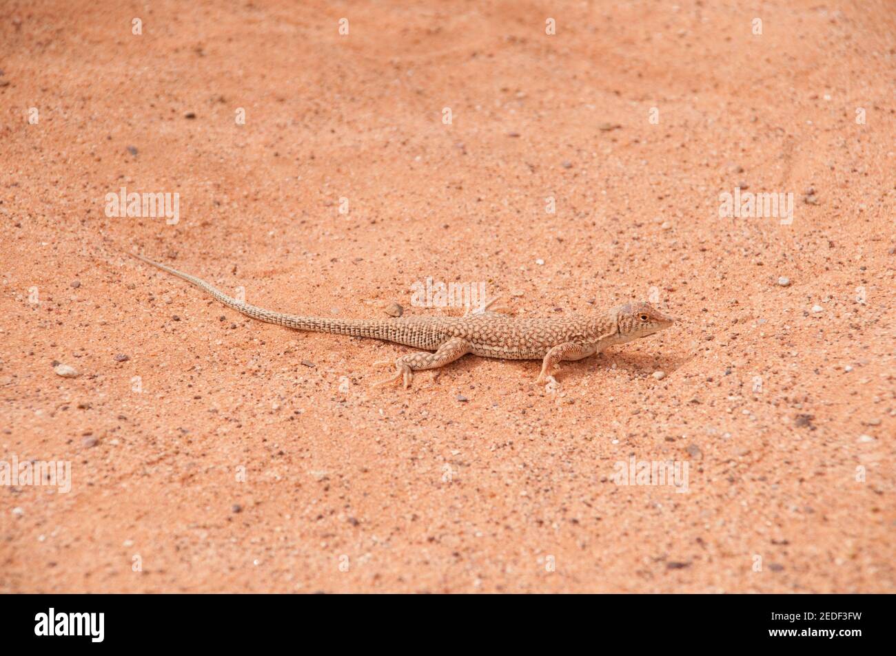A fringe toad lizard camouflaged on the sand of the Gilf Kebir in the