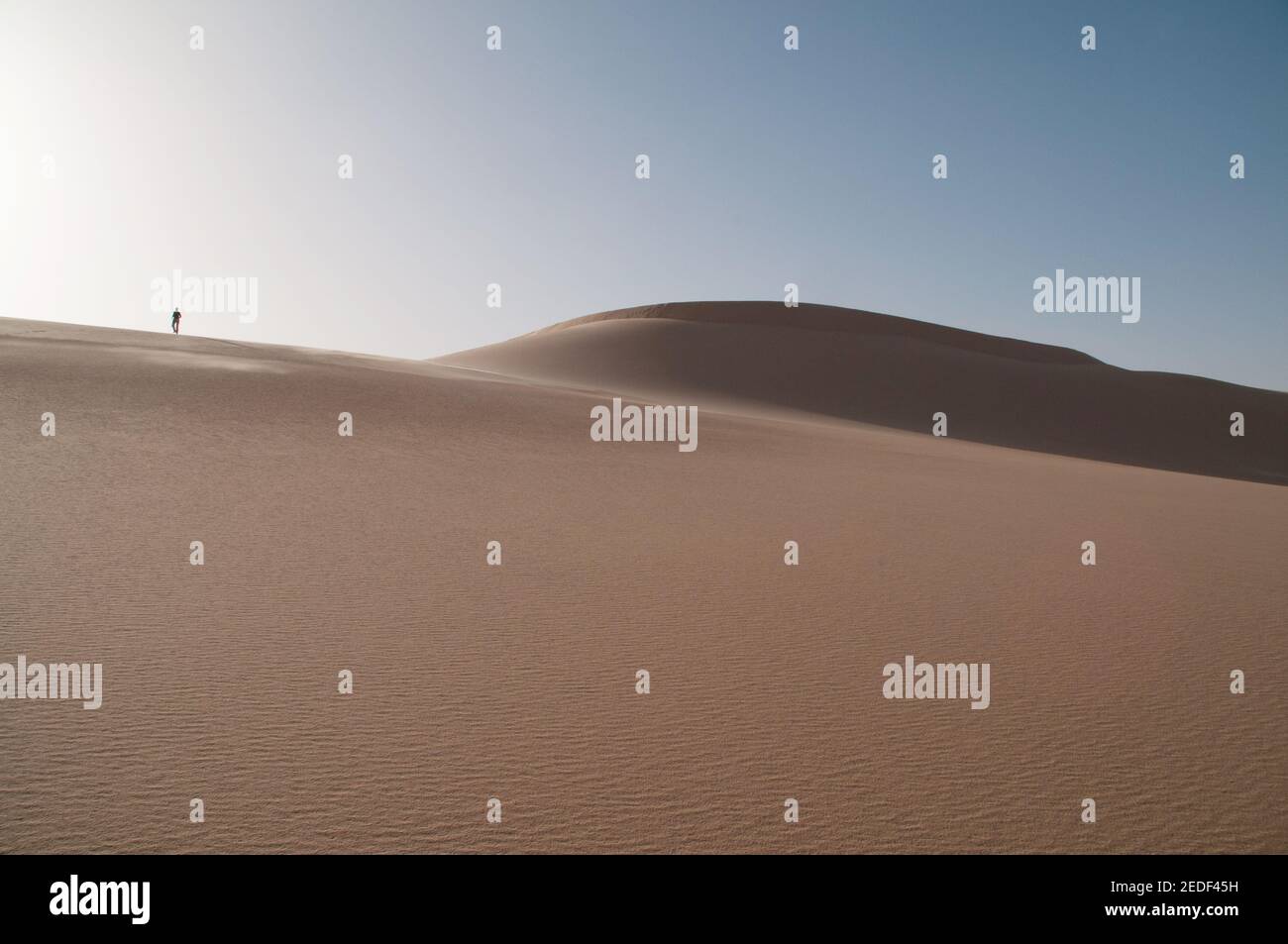 A man walking on a whaleback sand dune in the Great Sand Sea, in the Western Desert region of the Sahara Desert, Egypt. Stock Photo