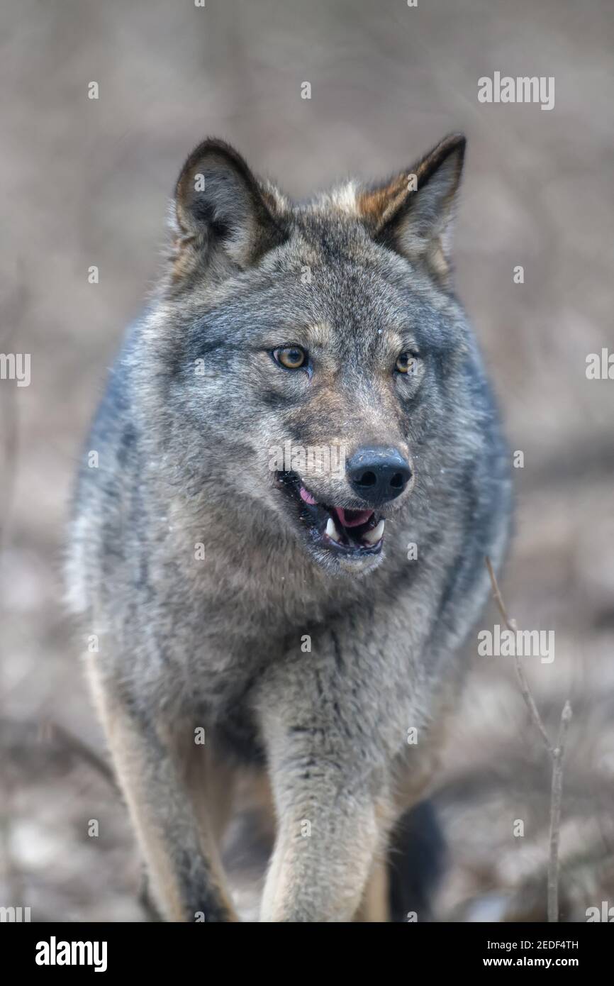 Portrait of wild dog hi-res stock photography and images - Page 3 - Alamy