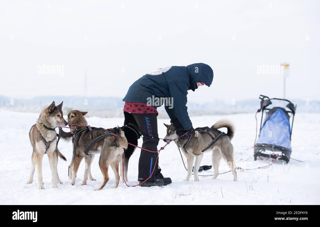 how do mushers train their dogs