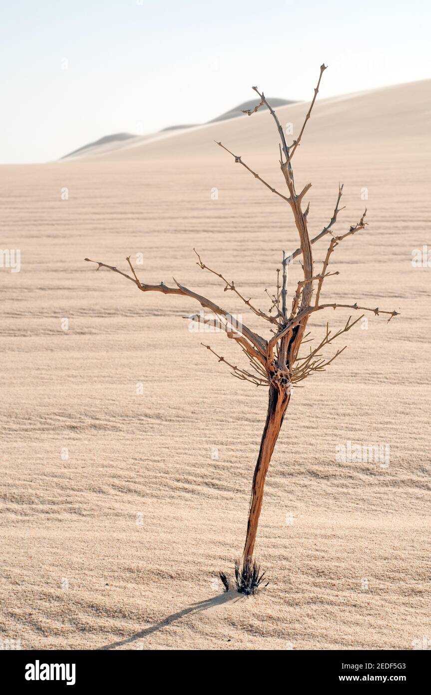 A dead shrub rising out of the sand of the Great Sand Sea in the Western Desert region of the Sahara Desert in Egypt. Stock Photo