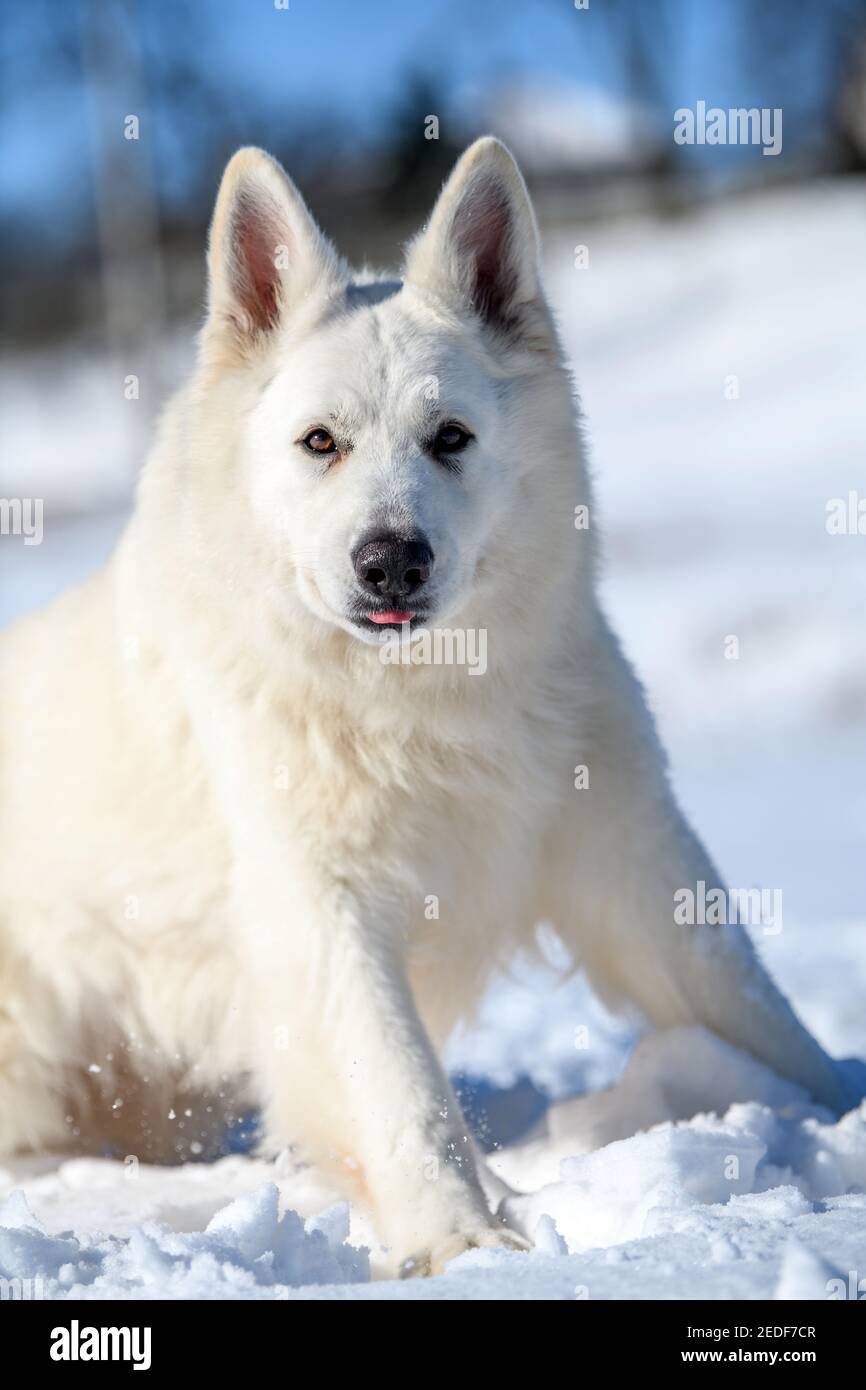 Portrait white Swiss Shepherd dog running on snow in winter time Stock  Photo - Alamy