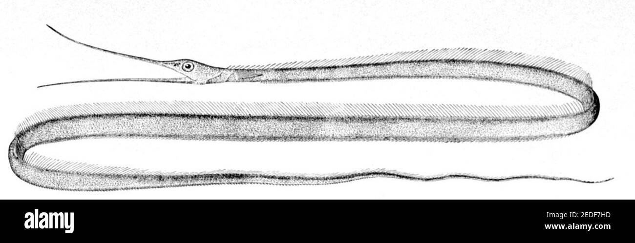Nemichthys scolopaceus. Stock Photo