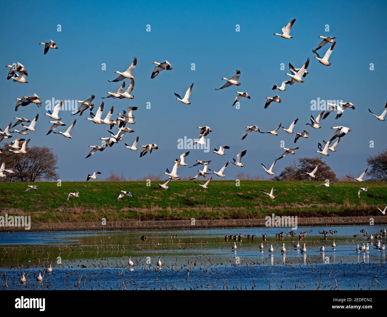 Snow Geese in Staten Island Preserve, California Stock Photo