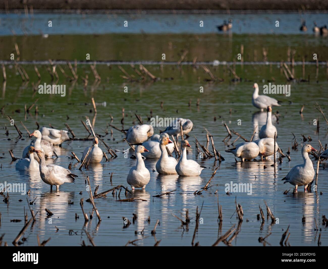Snow Geese in Staten Island Preserve, California Stock Photo Alamy