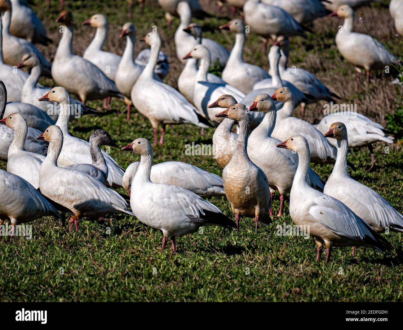 Snow Geese in Staten Island Preserve, California Stock Photo