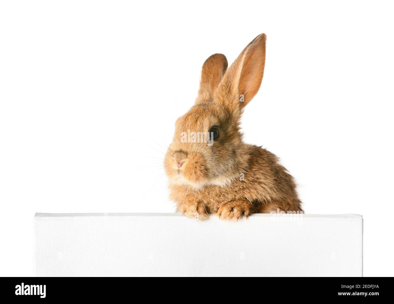 Cute fluffy rabbit with blank banner on white background Stock Photo ...