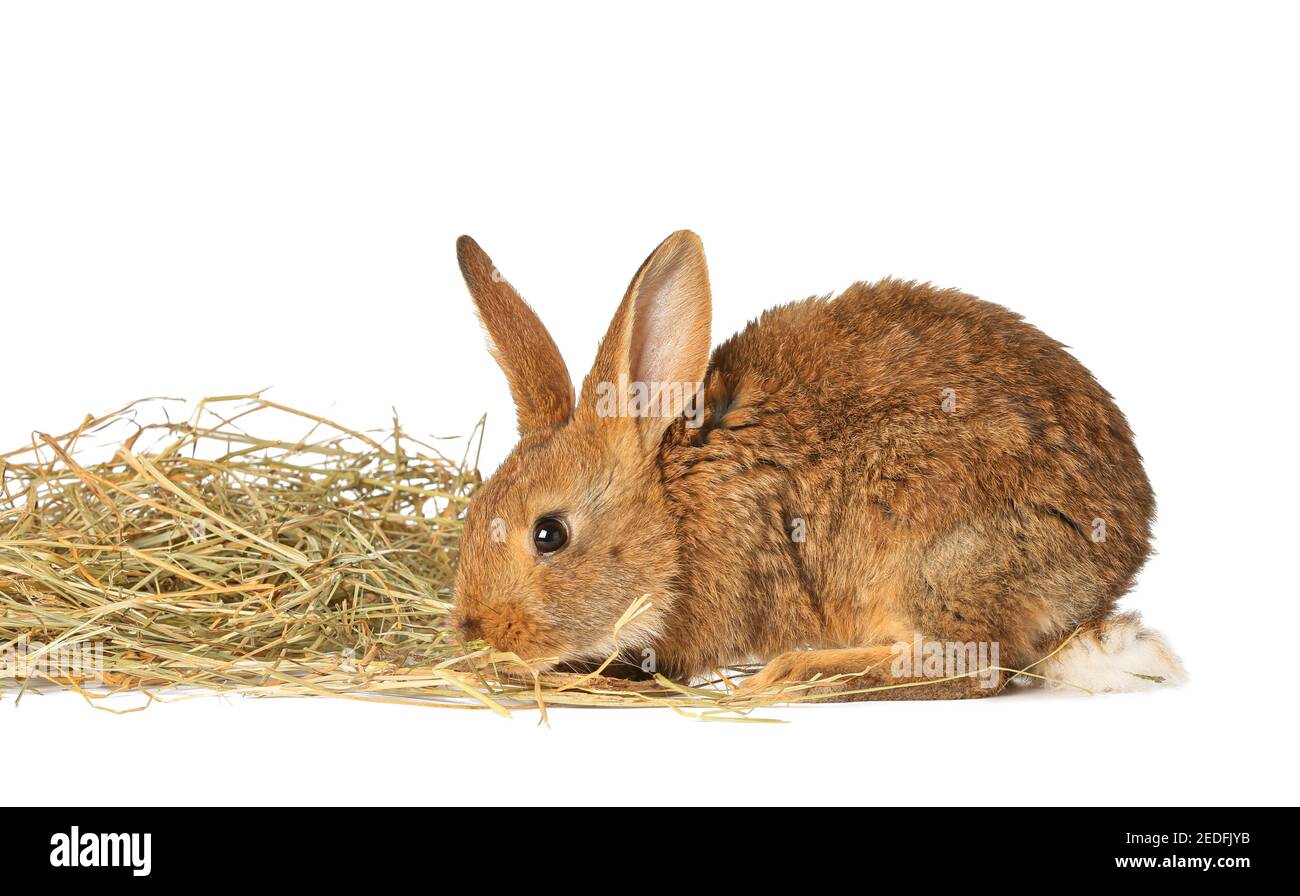 Cute fluffy rabbit with hay on white background Stock Photo - Alamy