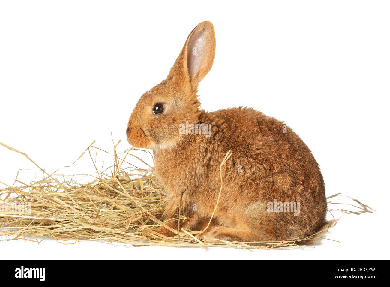 Cute fluffy rabbit with hay on white background Stock Photo - Alamy