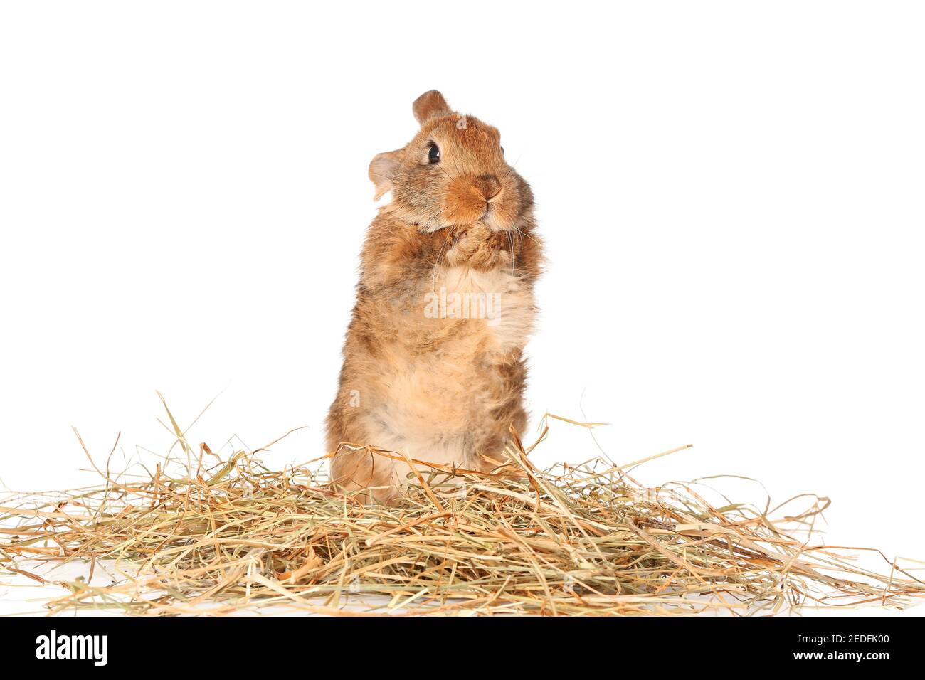 Cute fluffy rabbit with hay on white background Stock Photo - Alamy