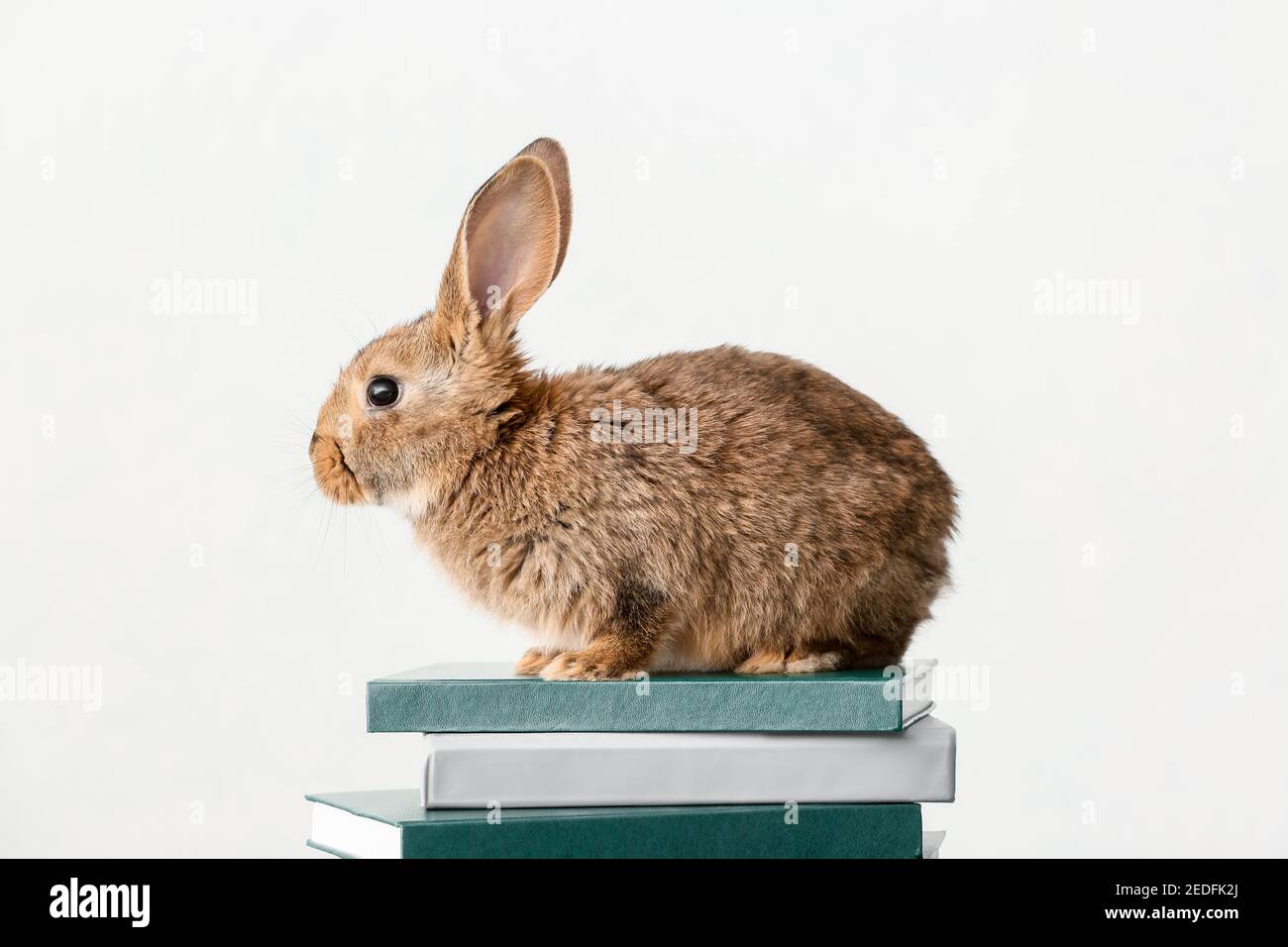 Cute fluffy rabbit with books on light background Stock Photo - Alamy