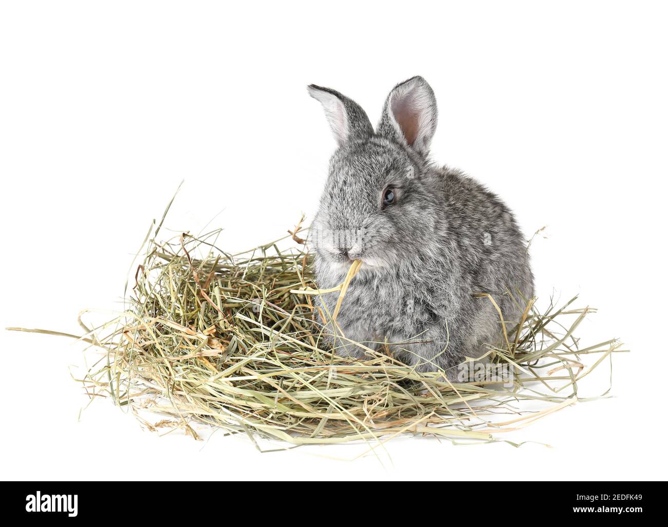 Cute fluffy rabbit with hay on white background Stock Photo - Alamy