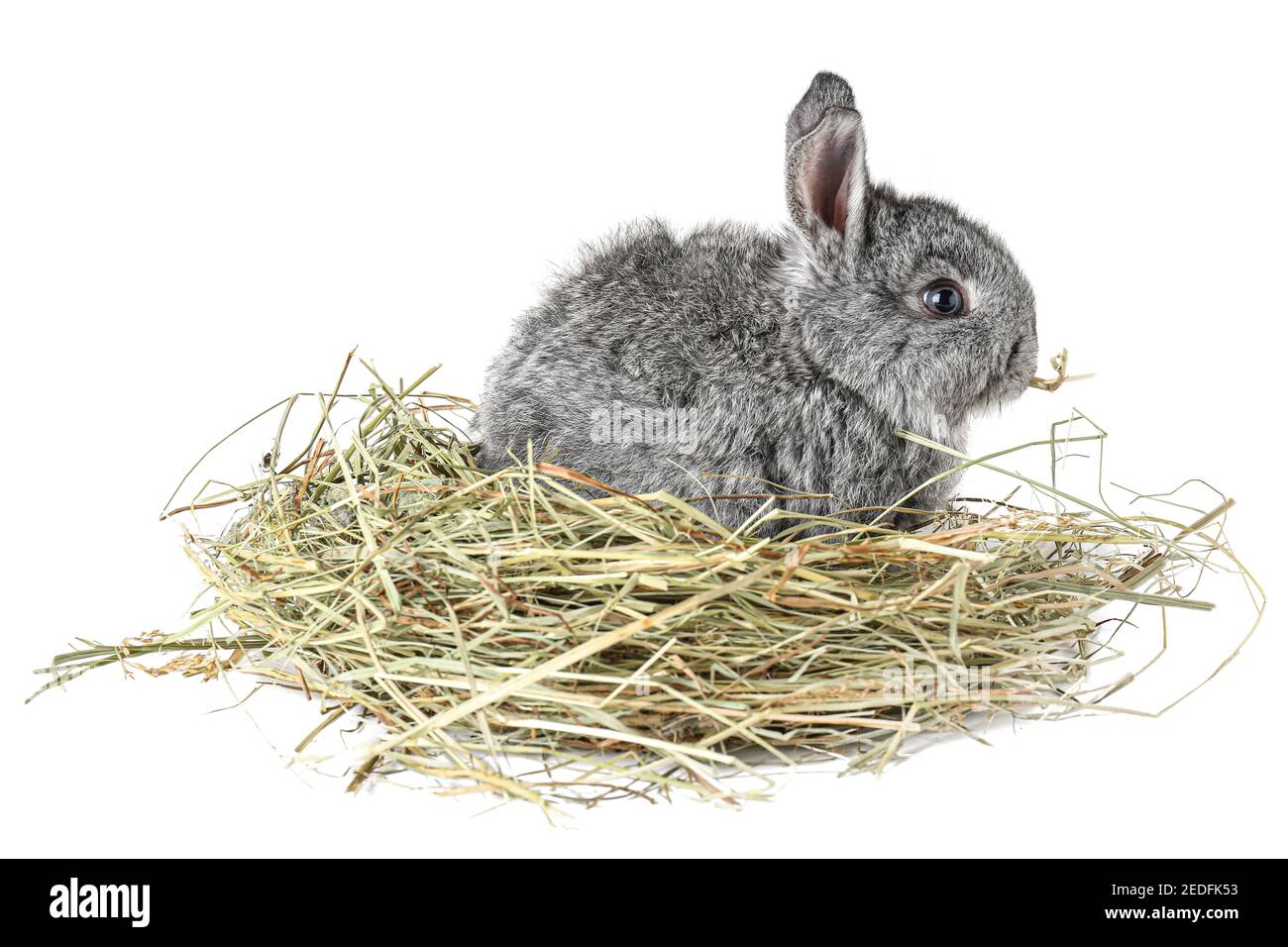 Cute fluffy rabbit with hay on white background Stock Photo - Alamy