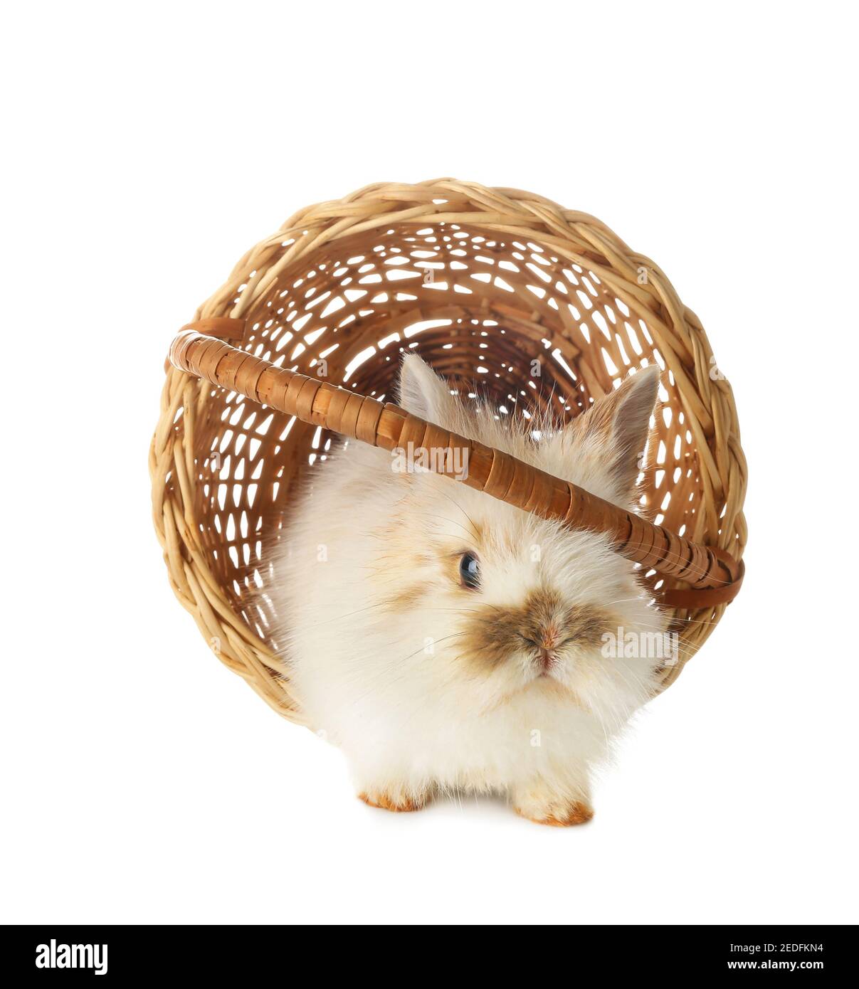 Cute rabbit in wicker basket on white background Stock Photo - Alamy