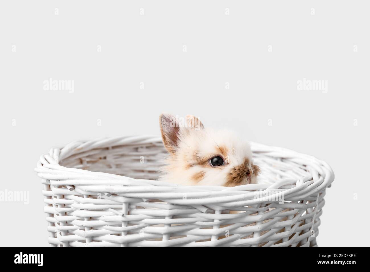 Cute fluffy rabbit in wicker basket on white background Stock Photo - Alamy