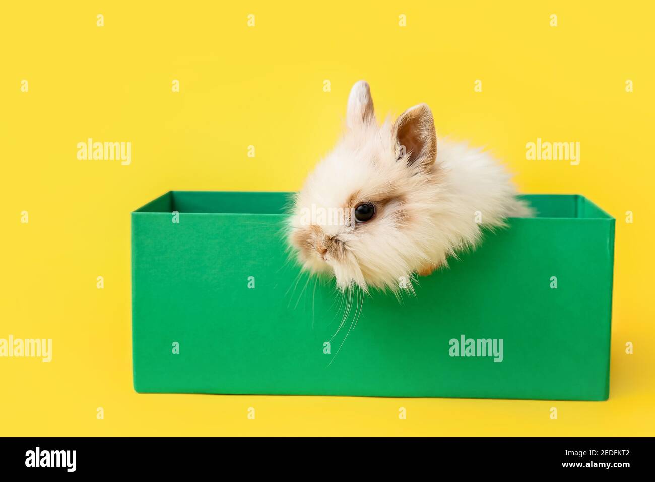 Cute fluffy rabbit in box on color background Stock Photo - Alamy
