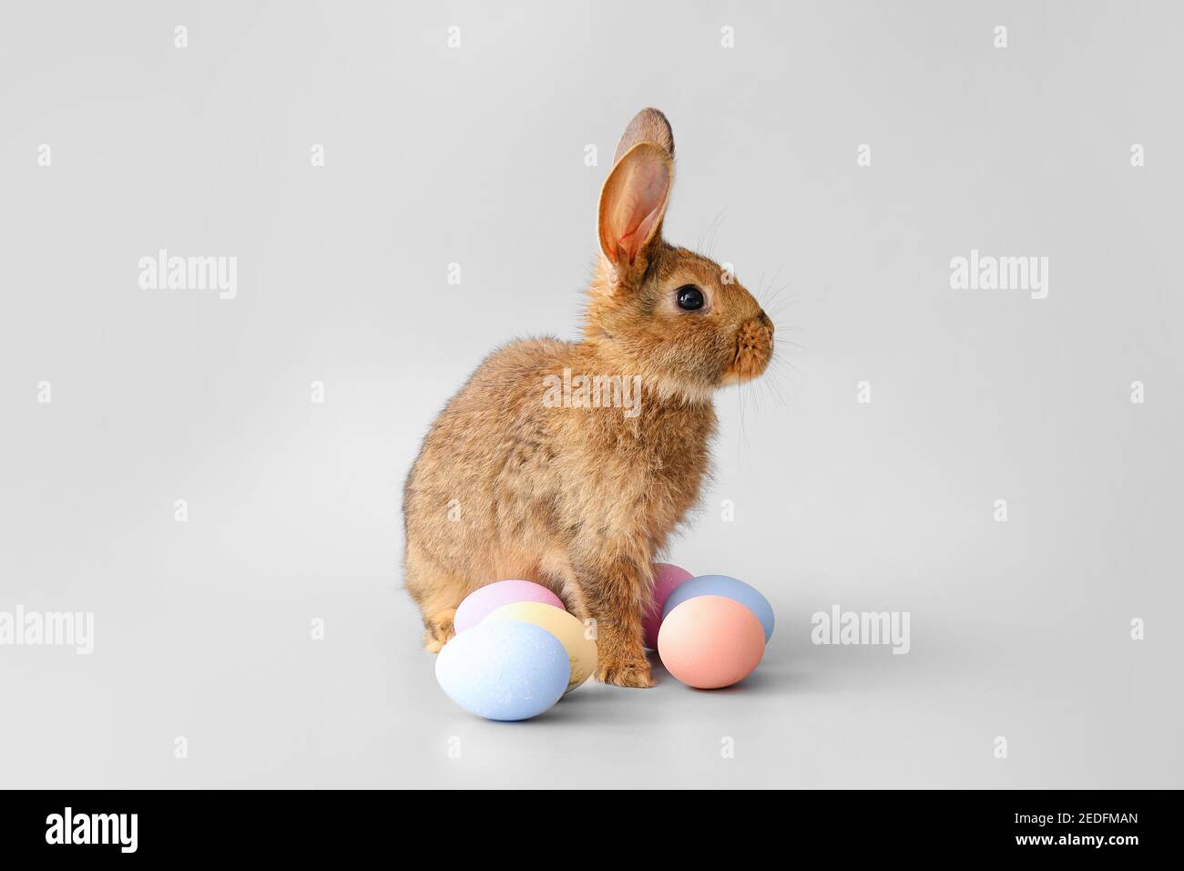 Cute rabbit and Easter eggs on grey background Stock Photo - Alamy