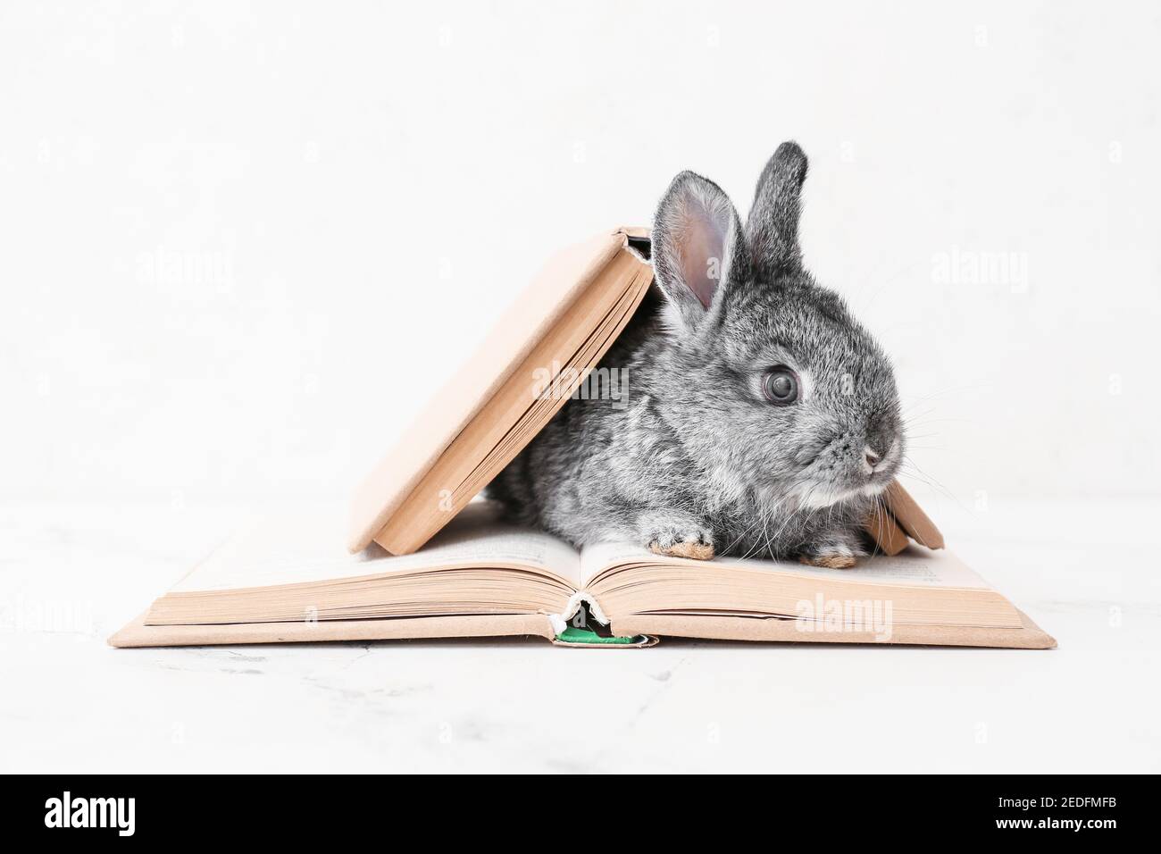 Cute funny rabbit with books on light background Stock Photo - Alamy