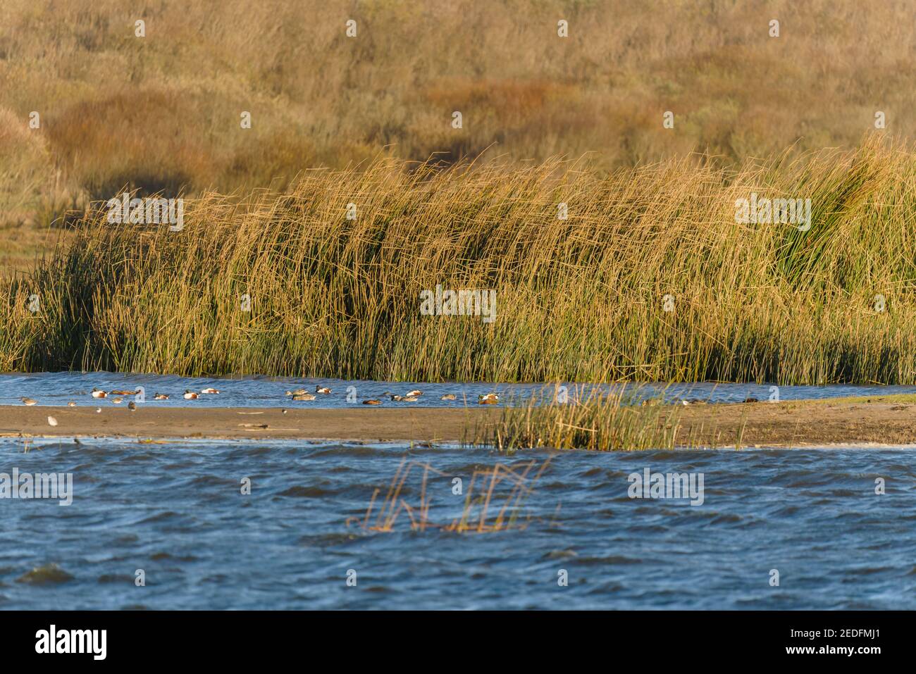 Blue river, marshland, and silhouette of floating birds in windy overcast day, California Central Coast Stock Photo
