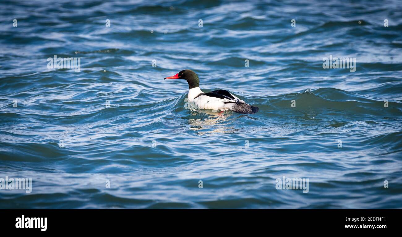 A male common merganser diving duck ' Mergus merganser ' swims in the ocean by Victoia British Columbia Canada. Stock Photo
