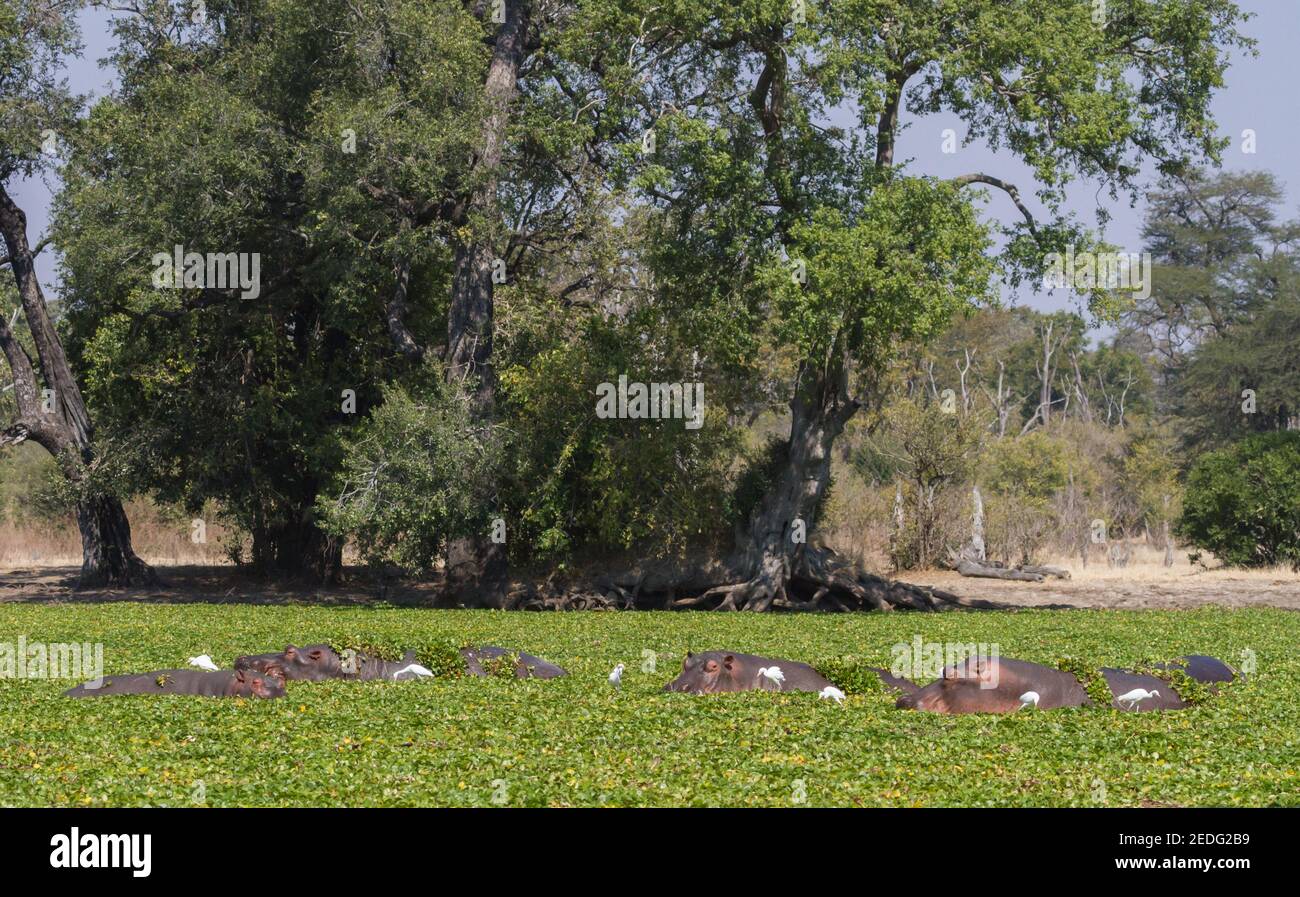 Pod of hippos in a river covered with water hyacinth invasive plant and egret birds in Mana Pools National Park, Zimbabwe Stock Photo